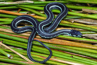 Puget Sound Gartersnake