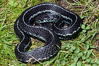 Puget Sound Gartersnake