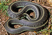 Puget Sound Gartersnake