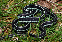 Puget Sound Gartersnake