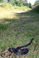 Puget Sound Gartersnake