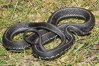 Puget Sound Gartersnake