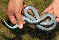 Puget Sound Gartersnake