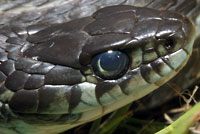 Puget Sound Gartersnake