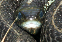 Puget Sound Gartersnake