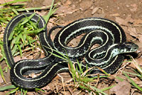 Puget Sound Gartersnake