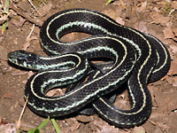 Puget Sound Gartersnake