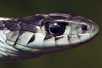 Puget Sound Gartersnake