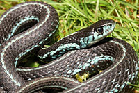 Puget Sound Gartersnake