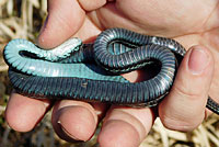 Puget Sound Gartersnake