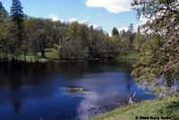 Northern Western Pond Turtle habitat