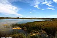 Western Painted Turtle habitat