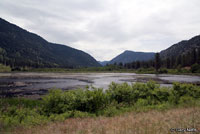 Western Painted Turtle habitat