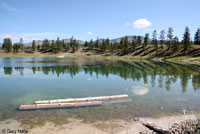 Western Painted Turtle habitat