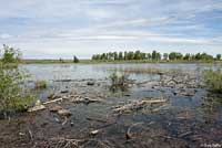 Western Painted Turtle habitat