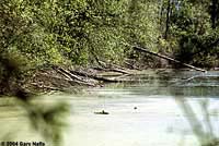 Western Painted Turtle habitat