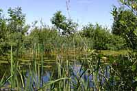 Red-eared Slider habitat