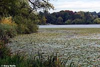 Red-eared Slider habitat