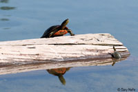 Western Painted Turtle