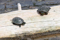 Western Painted Turtle