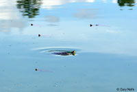 Western Painted Turtle