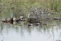 Western Painted Turtle