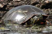 Western Painted Turtle