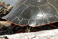 Western Painted Turtle