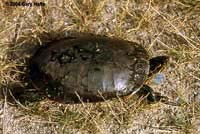 Western Painted Turtle