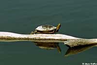 Western Painted Turtle