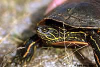 Western Painted Turtle