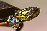 Western Painted Turtle