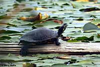 Red-eared Slider