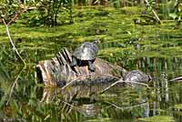 Red-eared Slider