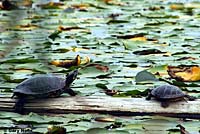 Red-eared Slider