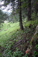 Sacramento Mountains Salamander habitat