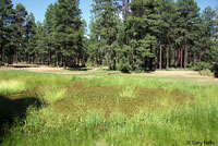 Arizona Tiger Salamander habitat