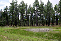 Arizona Tiger Salamander habitat