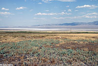 Dixie Valley Toad habitat