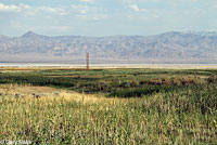 Dixie Valley Toad habitat