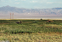 Dixie Valley Toad habitat