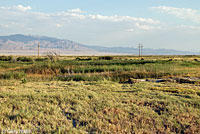 Dixie Valley Toad habitat