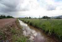 Western Chihuahuan Green Toad habitat