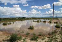 Chihuahuan Desert Spadefoot habitat