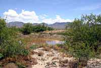 Western Chihuahuan Green Toad habitat