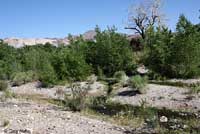 Amargosa Toad habitat