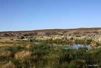 Amargosa Toad habitat