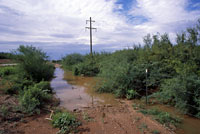 Lowland Burrowing Treefrog habitat