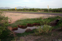 Sonoran Green Toad habitat