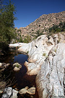 Canyon Treefrog habitat